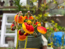 Image result for Calceolaria