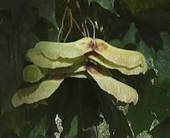 Attēlu rezultāti vaicājumam “Acer platanoides fruit”