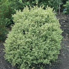 Attēlu rezultāti vaicājumam “Buxus sempervirens”