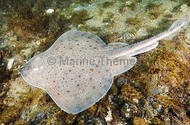 Image result for Leucoraja