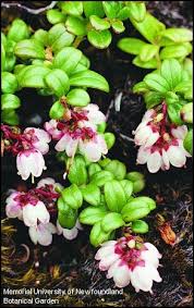 Attēlu rezultāti vaicājumam “Vaccinium vitis-idaea flower”