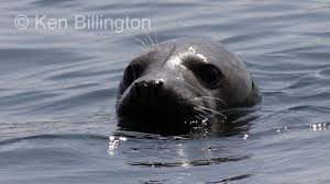 Image result for Halichoerus grypus