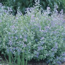 Attēlu rezultāti vaicājumam “Nepeta x faassenii leaf”
