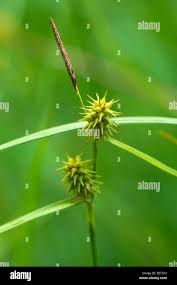 Attēlu rezultāti vaicājumam “Carex lepidocarpa leaf”