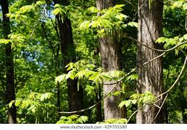 Attēlu rezultāti vaicājumam “Juglans mandshurica male flower”