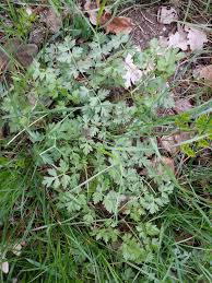 Attēlu rezultāti vaicājumam “Peucedanum oreoselinum flower”