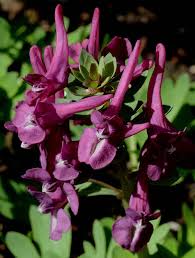 Attēlu rezultāti vaicājumam “Corydalis solida flower”