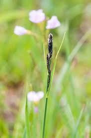 Attēlu rezultāti vaicājumam “Carex hartmanii”
