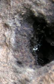 Attēlu rezultāti vaicājumam “Hyaloscypha hyalina”