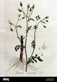 Attēlu rezultāti vaicājumam “Senecio viscosus leaf”