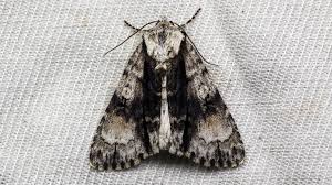 Attēlu rezultāti vaicājumam “Acronicta alni”