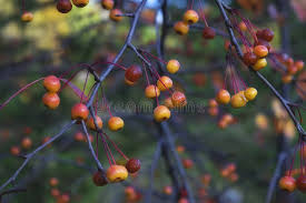 Attēlu rezultāti vaicājumam “Malus baccata fruit”
