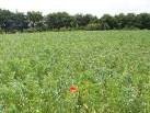 protein and carbohydrates, - via Daymix