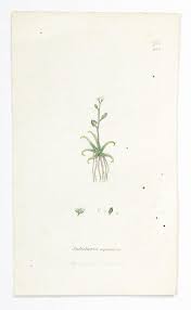 Attēlu rezultāti vaicājumam “Subularia aquatica”