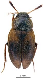 Attēlu rezultāti vaicājumam “Leiodidae”