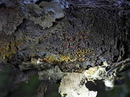 Attēlu rezultāti vaicājumam “Trichia longipalpis macro”