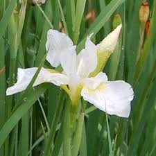 Attēlu rezultāti vaicājumam “Iris sibirica leaf”