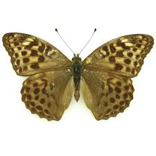 Attēlu rezultāti vaicājumam “Argynnis paphia underside”