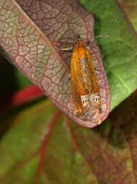 Attēlu rezultāti vaicājumam “Lathronympha strigana”