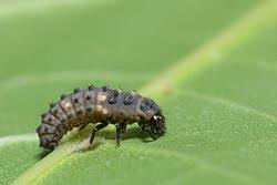 Attēlu rezultāti vaicājumam “Coccinella hieroglyphica”