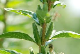 Attēlu rezultāti vaicājumam “Oenothera biennis fruit”