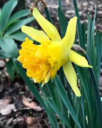 Attēlu rezultāti vaicājumam “Narcissus bud”