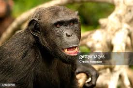 Attēlu rezultāti vaicājumam “Troglodytes troglodytes adult”