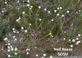 Attēlu rezultāti vaicājumam “Berteroa incana fruit”