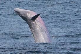 Image result for Balaenoptera borealis