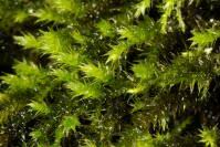 Attēlu rezultāti vaicājumam “Antitrichia curtipendula macro”