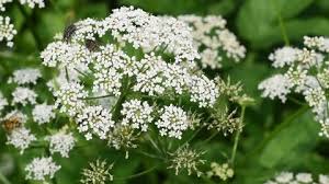 Attēlu rezultāti vaicājumam “Galium rivale flower”