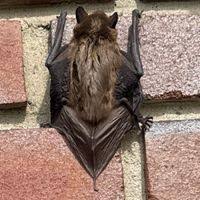 Attēlu rezultāti vaicājumam “Eptesicus serotinus”