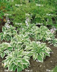 Image result for Hosta fortunei albomarginata