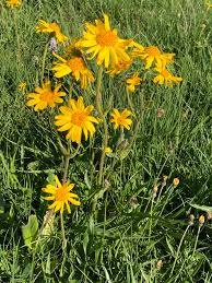 Attēlu rezultāti vaicājumam “Arnica montana”