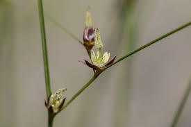 Attēlu rezultāti vaicājumam “Juncus gerardii bud”