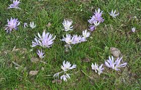 Attēlu rezultāti vaicājumam “Colchicum szovitsii subsp. szovitsii”