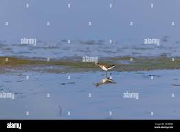 Attēlu rezultāti vaicājumam “Actitis hypoleucos adult”