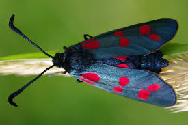 Attēlu rezultāti vaicājumam “Zygaena cocoon”
