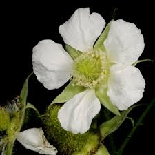 Attēlu rezultāti vaicājumam “Rubus plicatus flower”