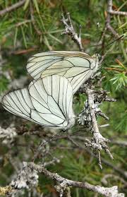 Attēlu rezultāti vaicājumam “Aporia crataegi female”