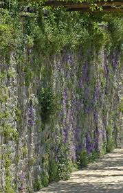 Image result for Campanula formanekiana