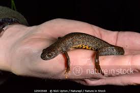 Attēlu rezultāti vaicājumam “Triturus cristatus”