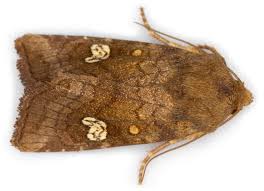 Attēlu rezultāti vaicājumam “Amphipoea”