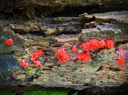 Attēlu rezultāti vaicājumam “Leocarpus fragilis stalked”