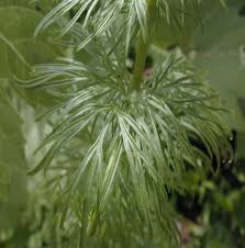 Image result for Consolida ajacis oder Consolida regalis