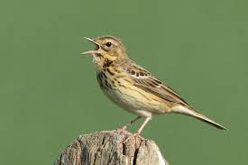 Attēlu rezultāti vaicājumam “Anthus trivialis adult”