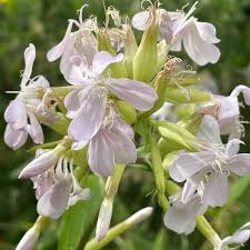 Attēlu rezultāti vaicājumam “Saponaria officinalis flower”