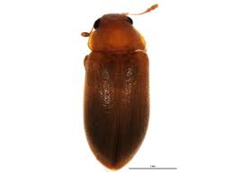 Attēlu rezultāti vaicājumam “Byturidae”