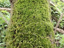 Attēlu rezultāti vaicājumam “Leskea polycarpa”