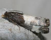 Attēlu rezultāti vaicājumam “Notocelia cynosbatella”